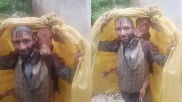 Man Rescues Calf Video: మనసుకు హత్తుకునే వీడియో.. ఆవు దూడను నడుముకు కట్టుకుని..