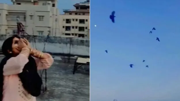 Sister of crows: ఈమె ట్యాలెంట్ అద్భుతం.. కాకులను ఎలా మోసం చేసిందో చూడండి.. 