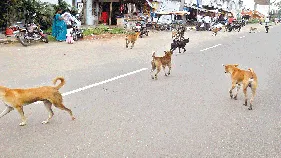 Dog Attack: పిచ్చికుక్క దాడి.. 20 మంది భక్తులకు గాయాలు