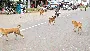 Dog Attack: వీధి కుక్కల బీభత్సం.. నాలుగేళ్ల బాలుడిపై దారుణంగా