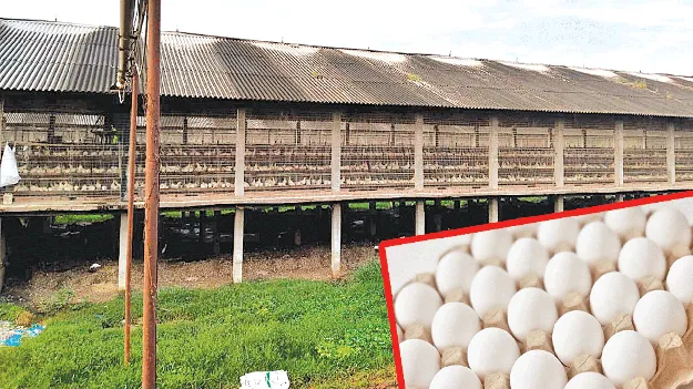 Egg rates down: వ్యాపారులకు ‘గుడ్డు’