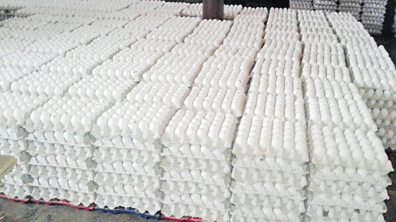 గుడ్డు.. బ్యాడ్డు...