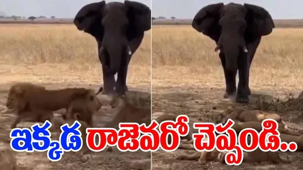 Elephant vs lions: ఇక్కడ రాజెవరో చూడండి.. ఏనుగును చూసిన సింహాల గుంపు ఏం చేసిందంటే..
