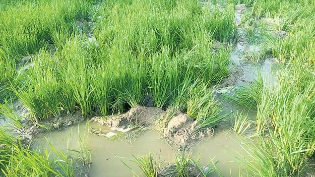 Elephants: వరి, అరటి తోటలపై ఏనుగుల దాడి