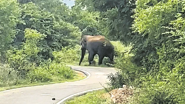 పంటలపై మళ్లీ ‘గజ’దాడులు