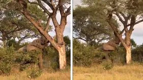 Elephant strength: ఏనుగు బలం రేంజ్ ఇది.. భారీ చెట్టును ఎంత సులభంగా పడగొట్టిందో చూడండి..