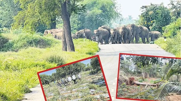 Kunkis: కుంకీలను పులిచెర్లకు పంపరా?