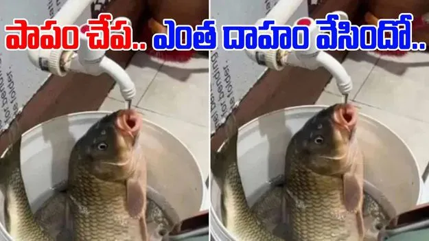 Fish drinking Water: పాపం చేప.. బతుకు పోరాటం.. ఈ గ్రాస్ కార్ప్ ఫిష్ ప్రత్యేకతలు ఏంటంటే..