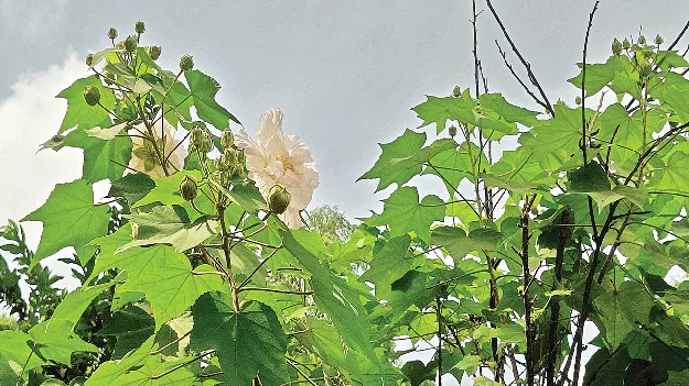 Changing Colors  రంగులు మారుస్తూ.. ఆకర్షిస్తూ!