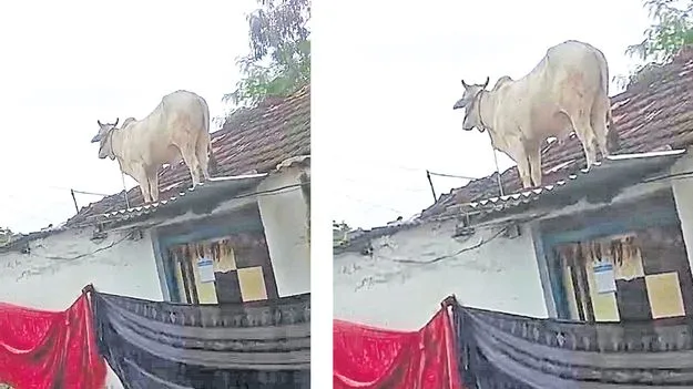 Buffalo Climbs Onto House: నిరాలలో ఇంటిపైకి ఎక్కిన ఎద్దు