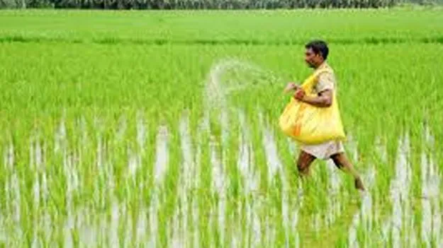 Urea Availability Rises: రాష్ట్రంలో యూరియా లభ్యత పెరిగింది