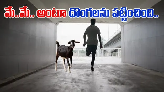 Goats Help Catch Thieves: మే..మే.. అంటూ దొంగలను పట్టించిన మేకలు