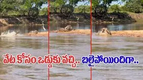Crocodile VS Jaguar: వేట కోసం పొంచి ఉన్న మొసలి.. వెనుకే వచ్చిన జాగ్వార్.. చివరకు.. 