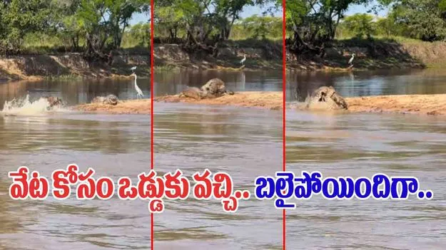 Crocodile VS Jaguar: వేట కోసం పొంచి ఉన్న మొసలి.. వెనుకే వచ్చిన జాగ్వార్.. చివరకు.. 