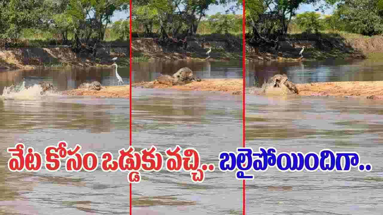 Crocodile VS Jaguar: వేట కోసం పొంచి ఉన్న మొసలి.. వెనుకే వచ్చిన జాగ్వార్.. చివరకు.. 