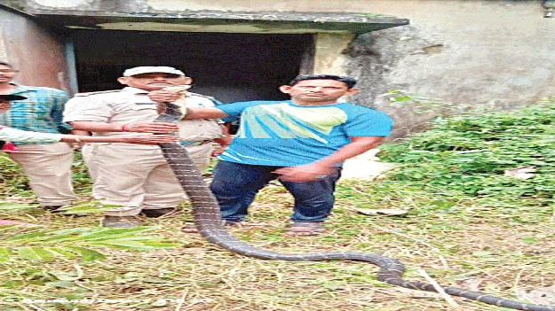   King Cobra!  అమ్మో.. కింగ్‌ కోబ్రా!