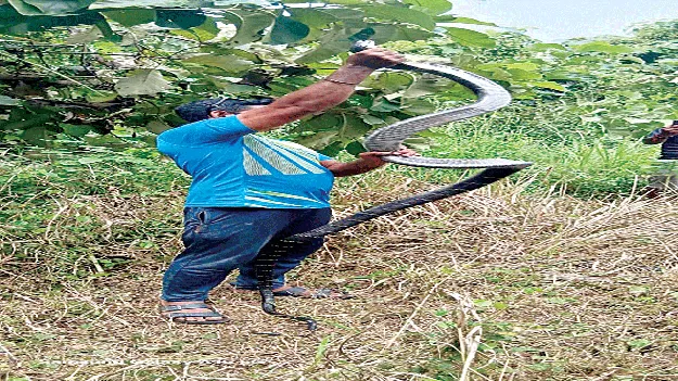   King Cobras  కింగ్‌ కోబ్రాల కలకలం