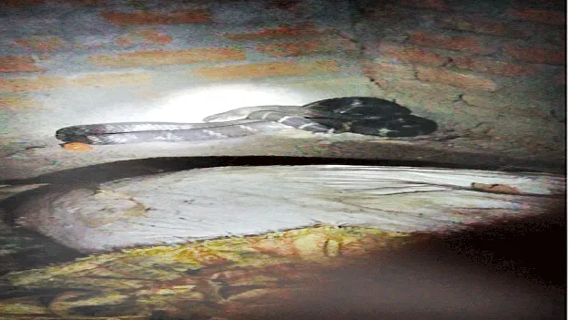 King Cobra  తెన్నుఖర్జలో కింగ్‌ కోబ్రా 