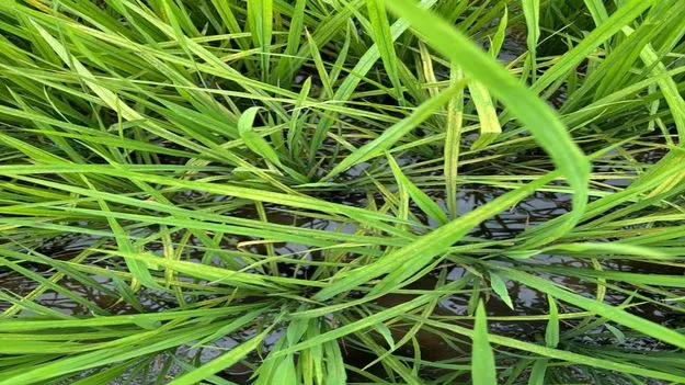 వరి రైతు విలవిల