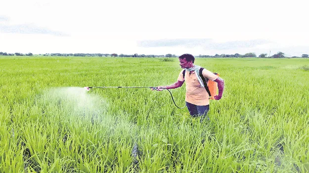 kumaram bheem asifabad- సన్నరకం వరి సాగుకు మొగ్గు