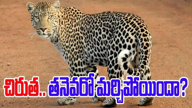 Wild boar vs leopard: చిరుత షాకింగ్ ప్రవర్తన.. అడవి పందిని చూసి తనెవరో మర్చిపోయిందా? 