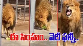 Lion funny video: క్యాబేజీ టేస్ట్ చేసిన సింహం.. వీడియో చూస్తే నవ్వు ఆపుకోలేరు..