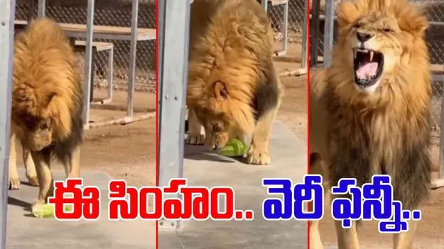 Lion funny video: క్యాబేజీ టేస్ట్ చేసిన సింహం.. వీడియో చూస్తే నవ్వు ఆపుకోలేరు..