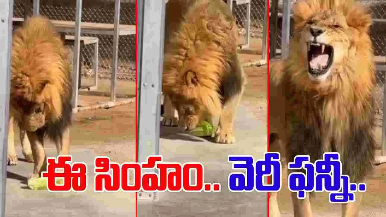 Lion funny video: క్యాబేజీ టేస్ట్ చేసిన సింహం.. వీడియో చూస్తే నవ్వు ఆపుకోలేరు..