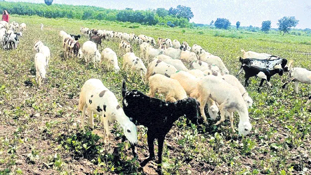 పశుగ్రాసంగా మినుము పైరు