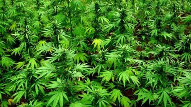 Ooty, Chennai: పెరట్లో గంజాయి సాగు, ఇంట్లో జింకమాంసం