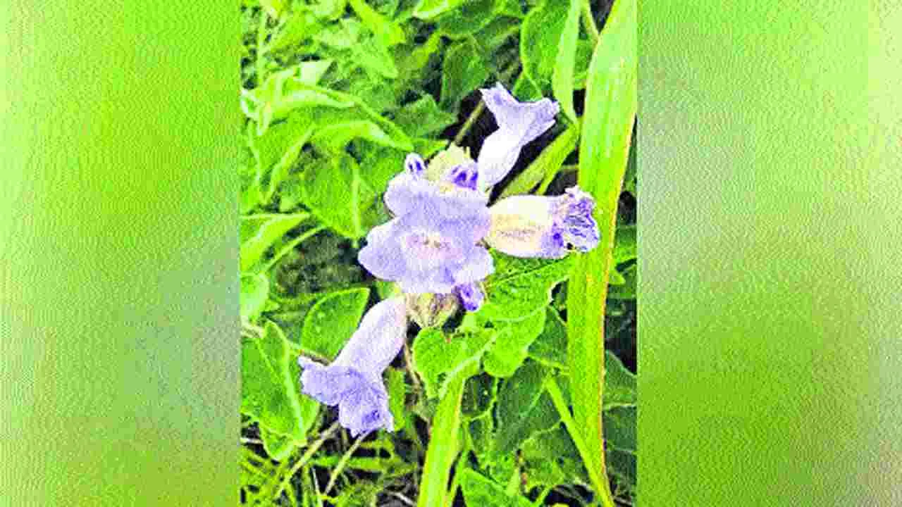 Chennai News: 12 యేళ్ల అనంతరం విరబూసిన కురింజి పుష్పం