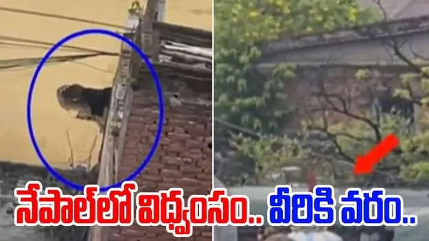 Nepal Jailbreak: నేపాల్‌లో విధ్వంసం.. ఖైదీలకు వరంగా మారింది.. వారేం చేశారో తెలిస్తే.. 