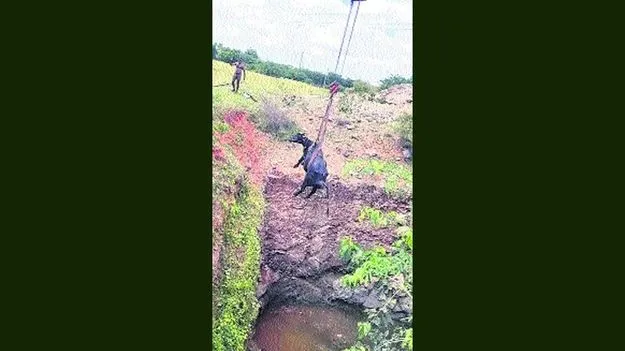 Anantapur: హమ్మయ్యా.. బతికిపోయాలే...