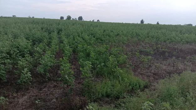 kumaram bheem asifabad- రైతుకు వి‘పత్తి’   