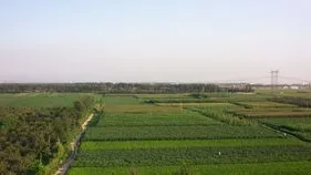 Sangareddy Pollution: రంగుమారిన పొలాలు.. ఆందోళనలో రైతులు