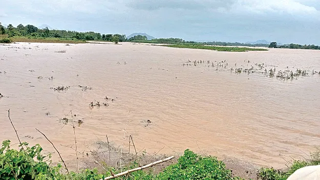  Fields Submerged ఉప్పొంగుతున్న గెడ్డలు..ముంపులో పొలాలు 