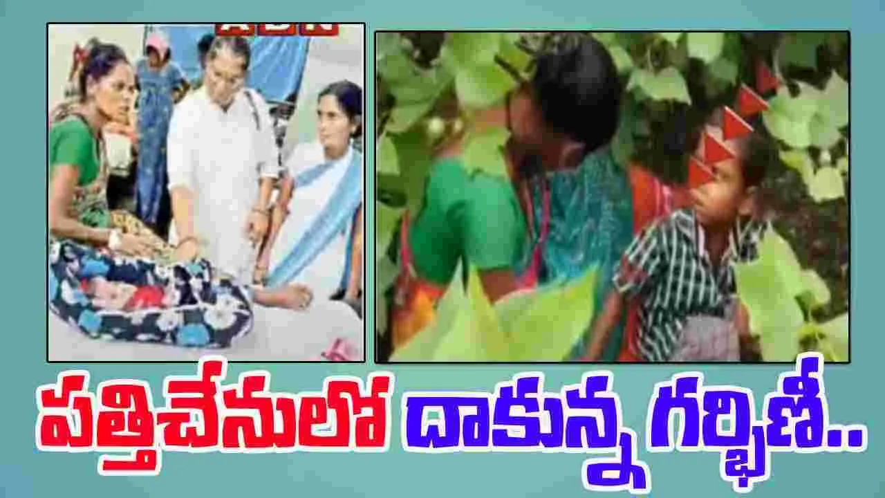 Tribal Woman Delivery: ప్రభుత్వ వైద్యానికి భయపడి పత్తిచేనులో దాకున్న గర్భిణీ..