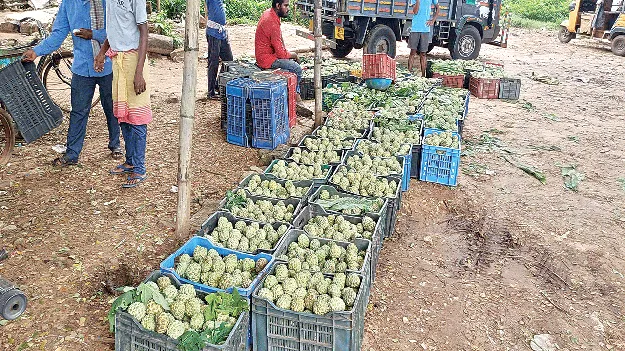  Custard Apple..   సీతాఫలం.. ధర పతనం