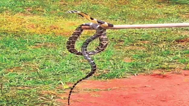  King Cobra   బత్తిలిలో కింగ్‌ కోబ్రా