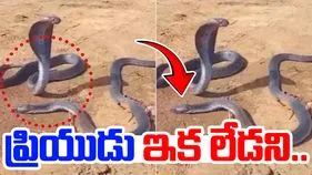 Snake love story: పాముల ప్రేమగాథ.. ప్రియుడు చనిపోయాడని ఆ ఆడపాము ఏం చేసిందంటే..