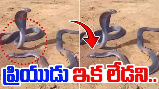 Snake love story: పాముల ప్రేమగాథ.. ప్రియుడు చనిపోయాడని ఆ ఆడపాము ఏం చేసిందంటే..