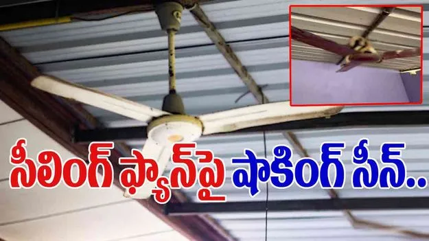 Snakes Viral Video: పైన చూడకుండా ఫ్యాన్ ఆన్ చేస్తున్నారా.. ఈ వీడియో చూస్తే.. 