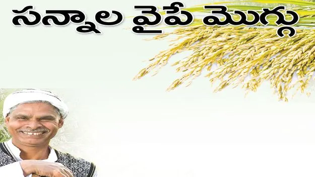 Raajanna siricilla : సన్నాల వైపే మొగ్గు..
