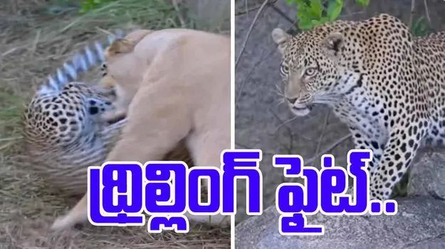 Leopard vs Lion: సింహం vs చిరుత.. పిల్లలను కాపాడుకోవడం కోసం చిరుత ఫైటింగ్ చూశారా? 