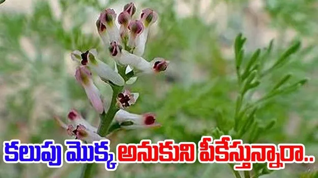 Benefits of Pittapafada Leaves: కలుపు మొక్కే కదా అని వదిలేయవద్దు