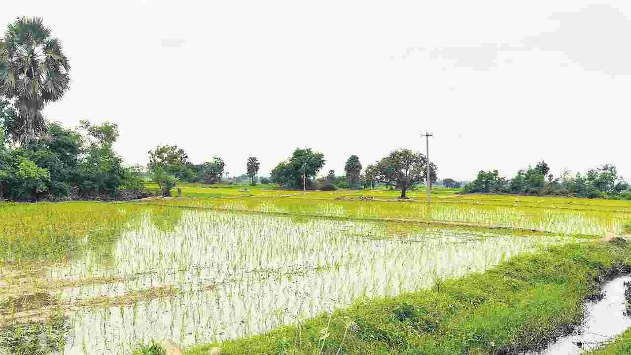 యూనివర్సిటీ ఏర్పాటుకు త్వరలో నోటిఫికేషన