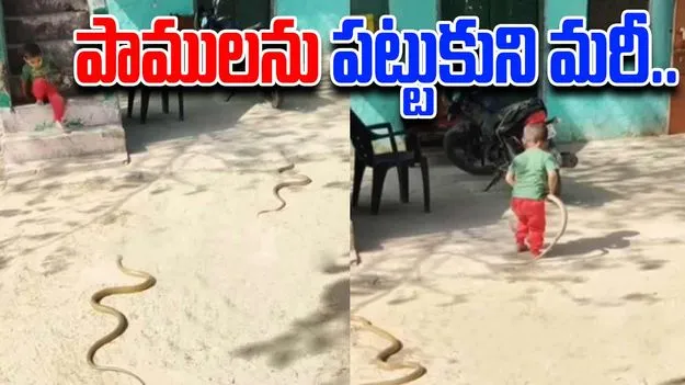 Child Caught Snake Video:  వీడిది మామూలు గుండె కాదుగా.. రెండు పాములను పట్టుకున్న పిల్లాడు.. చూస్తుండగానే..