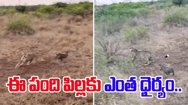Warthog vs Cheetah: వామ్మో.. ఈ పంది పిల్లకు ఎంత ధైర్యం.. మూడు చిరుతలను ఎలా తరిమిందో చూడండి..
