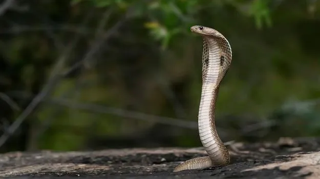 Snake: పాముకు పాలు పోసి పూజలు..