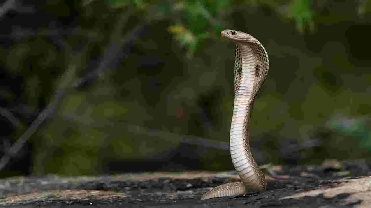 Snake: పాముకు పాలు పోసి పూజలు..